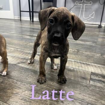 Latte -  Mixed Breed Dog for Adoption in Merritt Island, Florida - Latte | PetCurious