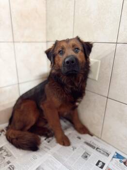 Rojo -  German Shepherd Dog Dog Available for Adoption in Rossville, Tennessee - Rojo | PetCurious