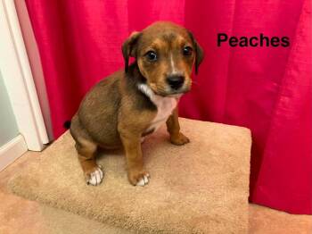 Blair pup5 (peaches) -  Mixed Breed Dog for Adoption in Muskegon, Michigan - Blair Pup5 (peaches) | PetCurious