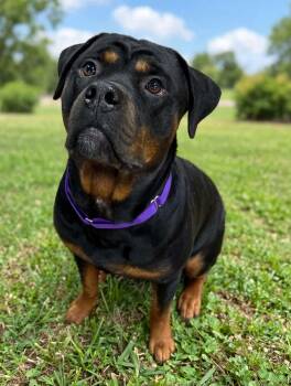 Draco -  Rottweiler and Mixed Breed Dog for Adoption in Greensburg, Pennsylvania - Draco | PetCurious