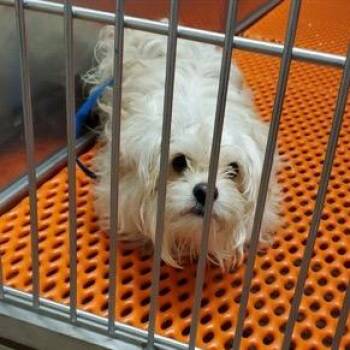 Yorkshire Terrier Dogs Available for Adoption - Percy | PetCurious