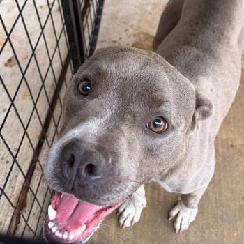 Sparky -  Terrier and Mixed Breed Dog for Adoption in Lake Jackson, Texas - Sparky | PetCurious