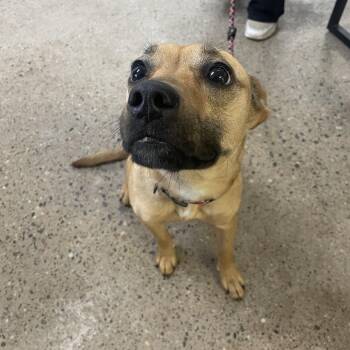 Husky and Mixed Breed Dogs Available for Adoption - Peanut | PetCurious