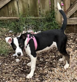 Blossom -  Mixed Breed Dog for Adoption in Ellicott City, Maryland - Blossom | PetCurious