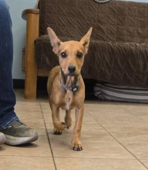 Mixed Breed Dogs Available for Adoption in Marion, Ohio - Scrappy | PetCurious