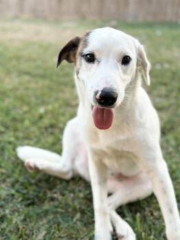 Labrador Retriever Dogs Available for Adoption in Boise, Idaho - Lucas | PetCurious