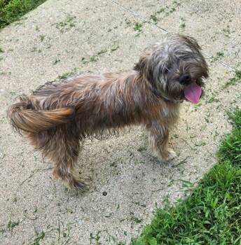 BUDDY - RED COLLAR -  Shih Tzu Dog for Adoption in Moberly, Missouri - BUDDY - RED COLLAR | PetCurious