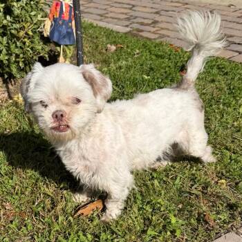 Emery -  Shih Tzu Dog for Adoption in Calverton, New York - Emery | PetCurious