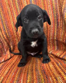 Labrador Retriever Dogs Available for Adoption - Arrow | PetCurious