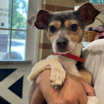 Timothee Chalamet -  Mixed Breed Dog for Adoption in Winston-salem, North Carolina - Timothee Chalamet | PetCurious