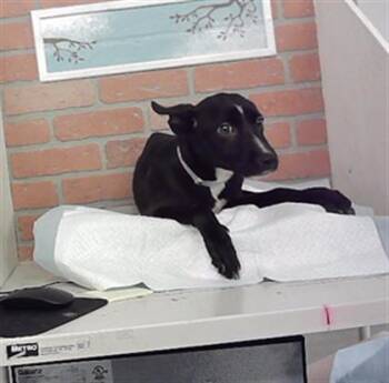 TIKI -  Staffordshire Bull Terrier and Mixed Breed Dog for Adoption in Houston, Texas - TIKI | PetCurious