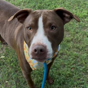 Rescue Pit Bull Terrier Dogs for Adoption in Palestine, Texas - Kane Aka Enrique | PetCurious