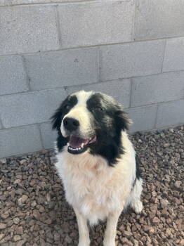 Rescue Border Collie Dogs for Adoption in Chandler, Arizona - MACIE | PetCurious