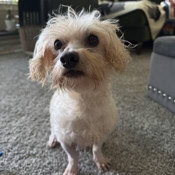 Mikey -  Miniature Poodle and Maltese Dog for Adoption in Omaha, Nebraska - Mikey | PetCurious