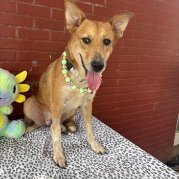 Avery -  Carolina Dog and Mountain Cur Dog for Adoption in Houston, Texas - Avery | PetCurious