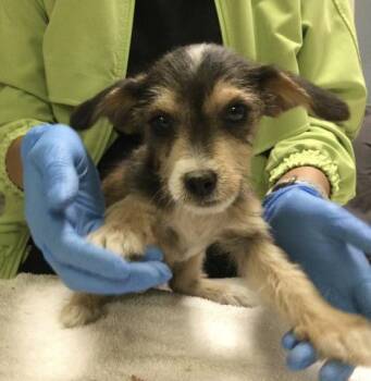 CLARITA -  Terrier and Mixed Breed Dog for Adoption in Riverside, California - CLARITA | PetCurious