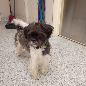 Snoopy -  Shih Tzu Dog for Adoption in Chicago, Illinois - Snoopy | PetCurious