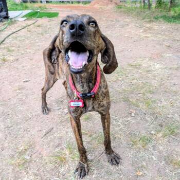 Fresca -  Plott Hound Dog for Adoption in Wake Forest, North Carolina - Fresca | PetCurious