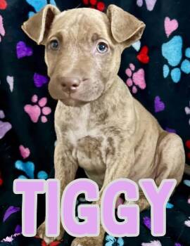 Pit Bull Terrier Dogs Available for Adoption in Shalimar, Florida - Tiggy | PetCurious