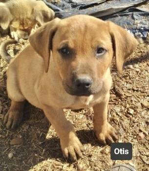 Labrador Retriever Dogs Available for Adoption - Otis | PetCurious