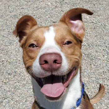 American Staffordshire Terrier and Pit Bull Terrier Dogs Available for Adoption in Marseilles, Illinois - Bandit | PetCurious