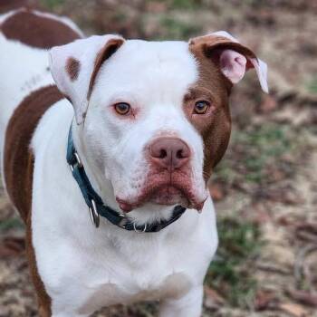 Dayton -  Pit Bull Terrier Dog for Adoption in Valparaiso, Indiana - Dayton | PetCurious