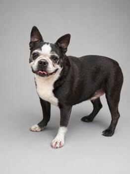 Nikki -  Boston Terrier Dog for Adoption in Navarre, Florida - Nikki | PetCurious