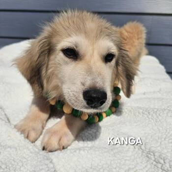 Kanga -  Great Pyrenees and Yellow Labrador Retriever Dog for Adoption in Madisonville, Tennessee - Kanga | PetCurious