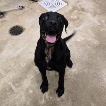 Bugsy - 080901U -  Labrador Retriever and Mixed Breed Dog for Adoption in Tupelo, Mississippi - Bugsy - 080901U | PetCurious