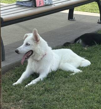 Hope LP WV-T LOCAL Adoption Event in Woodinville 8/23 -  Labrador Retriever Dog for Adoption in Missouri City, Texas - Hope LP WV-T LOCAL Adoption Event In Woodinville 8/23 | PetCurious