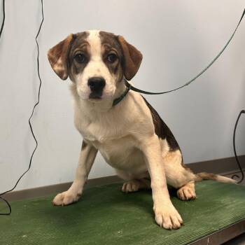 Mixed Breed Dogs Available for Adoption - Calico | PetCurious