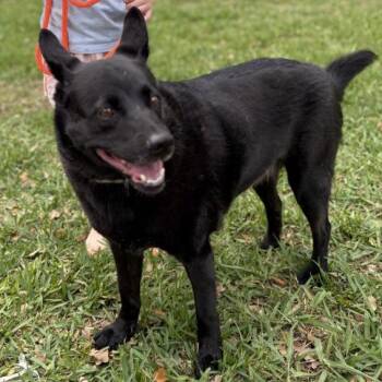 Stormy Belle is your Soul Dog -  German Shepherd Dog and Australian Kelpie Dog for Adoption in Friendswood, Texas - Stormy Belle Is Your Soul Dog | PetCurious