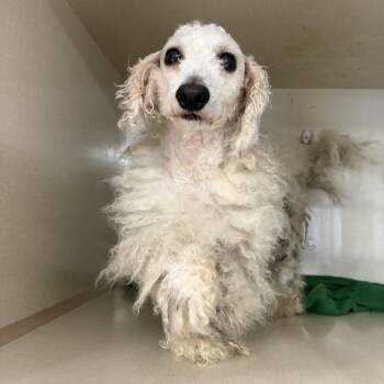 Matt Damon -  Maltese Dog for Adoption in Northbrook, Illinois - Matt Damon | PetCurious