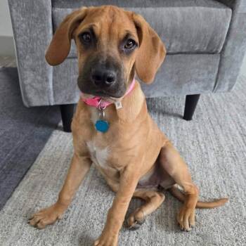 Basset Hound and Labrador Retriever Dogs Available for Adoption in Littleton, Colorado - Rose | PetCurious