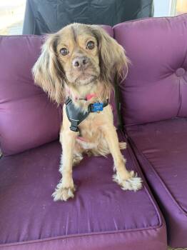 Ginger -  Cocker Spaniel Dog for Adoption in South San Francisco, California - Ginger | PetCurious