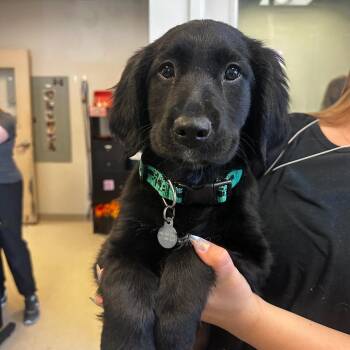 Mixed Breed Dogs Available for Adoption - Ivory | PetCurious