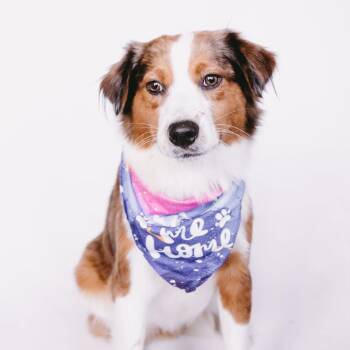 Collie and Beagle Dogs Available for Adoption - Syrup *Arriving 5/16* D11124 | PetCurious