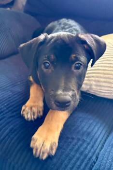 Peanut Butter -  Australian Cattle Dog Blue Heeler and Labrador Retriever Dog for Adoption in Fenton, Missouri - Peanut Butter | PetCurious