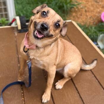 Kamlin -  Mixed Breed Dog for Adoption in Fredericksburg, Virginia - Kamlin | PetCurious