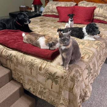 Penny -  Mixed Breed and Rat Terrier Dog for Adoption in West Olive, Michigan - Penny | PetCurious