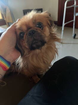 Rescue Pekingese Dogs for Adoption in Oakdale, Tennessee - Griffin | PetCurious