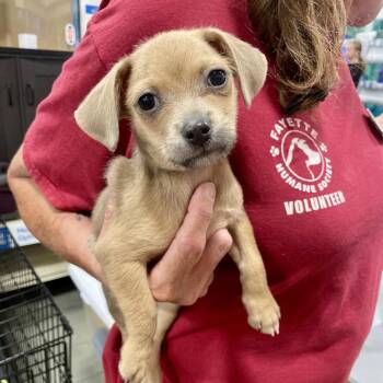 Maxwell -  Chihuahua and Terrier Dog for Adoption in Fayetteville, Georgia - Maxwell | PetCurious