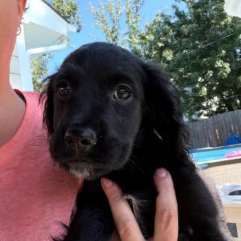 Cedrella -  Mixed Breed Dog for Adoption in Fredericksburg, Virginia - Cedrella | PetCurious