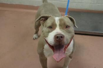 Mixed Breed Dogs Available for Adoption - HUNK | PetCurious