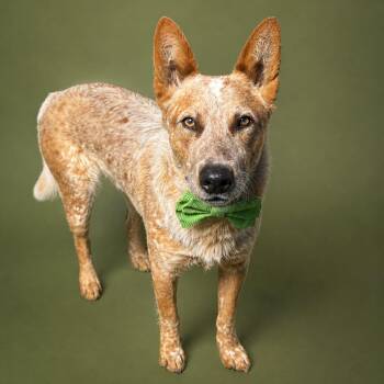 Australian Cattle Dog Blue Heeler Dogs Available for Adoption in Houston, Texas - Aero | PetCurious