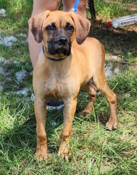 260688  Chief -  Hound and Mastiff Dog for Adoption in Wetumpka, Alabama - 260688  Chief | PetCurious