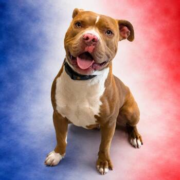 Pretzel -  Pit Bull Terrier and Mixed Breed Dog for Adoption in Concord, North Carolina - Pretzel | PetCurious