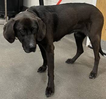 Labrador Retriever and Mixed Breed Dogs Available for Adoption - EMMA | PetCurious