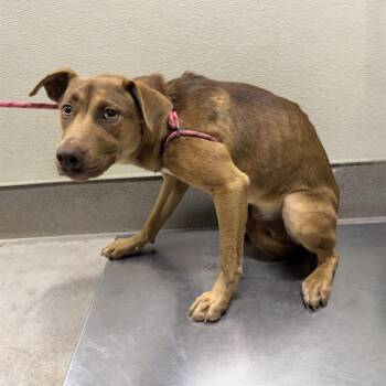 CARMELLO -  German Shepherd Dog and Mixed Breed Dog for Adoption in Modesto, California - CARMELLO | PetCurious