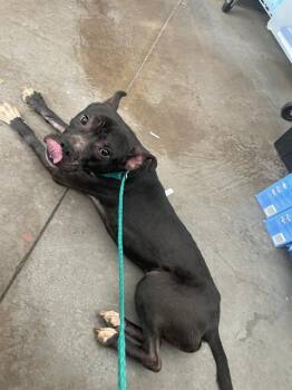 Mixed Breed Dogs Available for Adoption - THOR | PetCurious